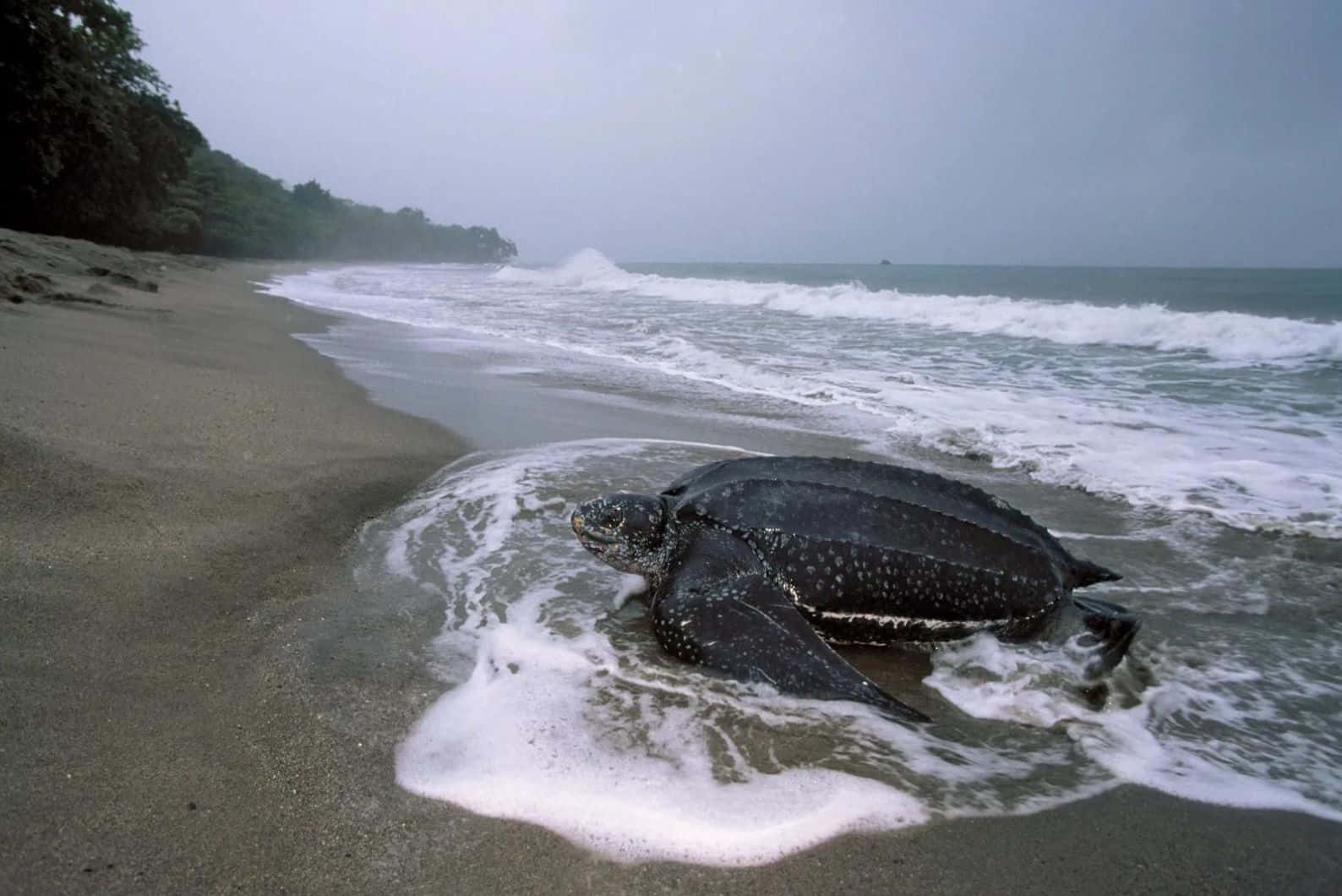 Leatherback Sea Turtle, beach shoreline, misty sandy beach, HD Desktop Wallpaper