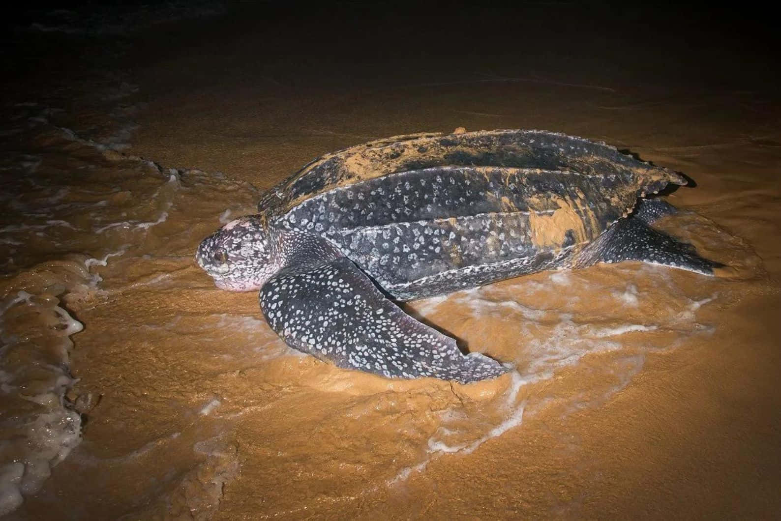 Leatherback Sea Turtle, spotted shell, sandy beach, HD Desktop Wallpaper