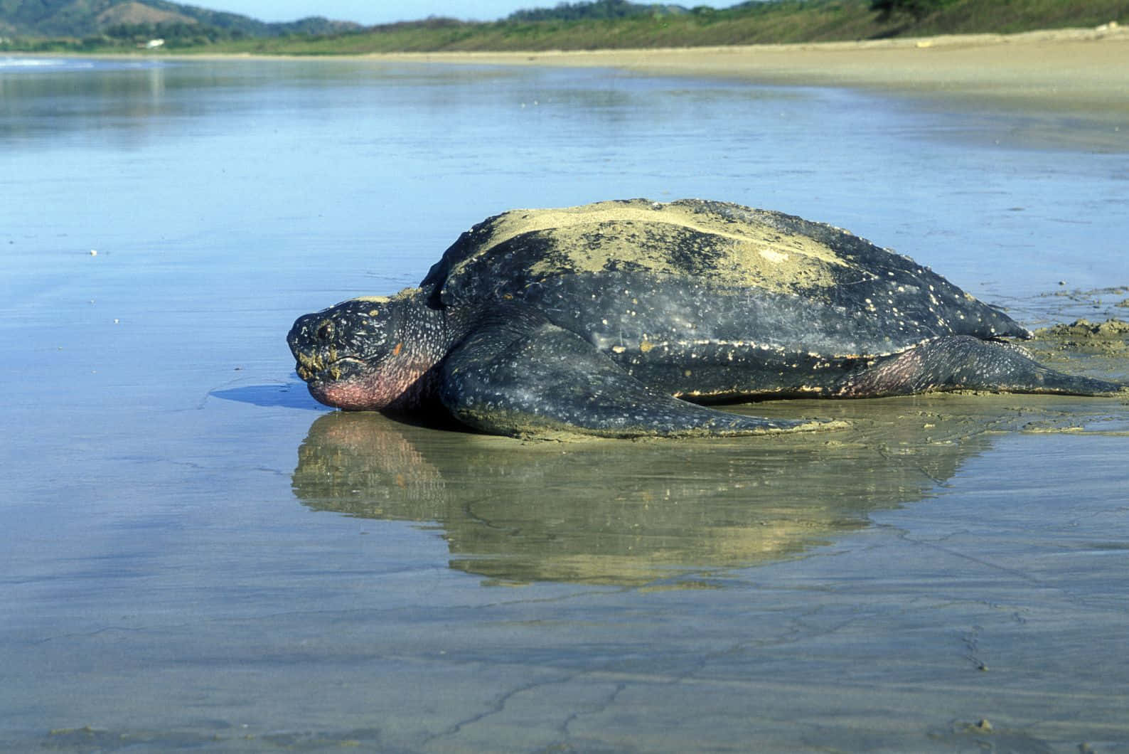 Leatherback Sea Turtle, sandy beach, shallow water, HD Desktop Wallpaper