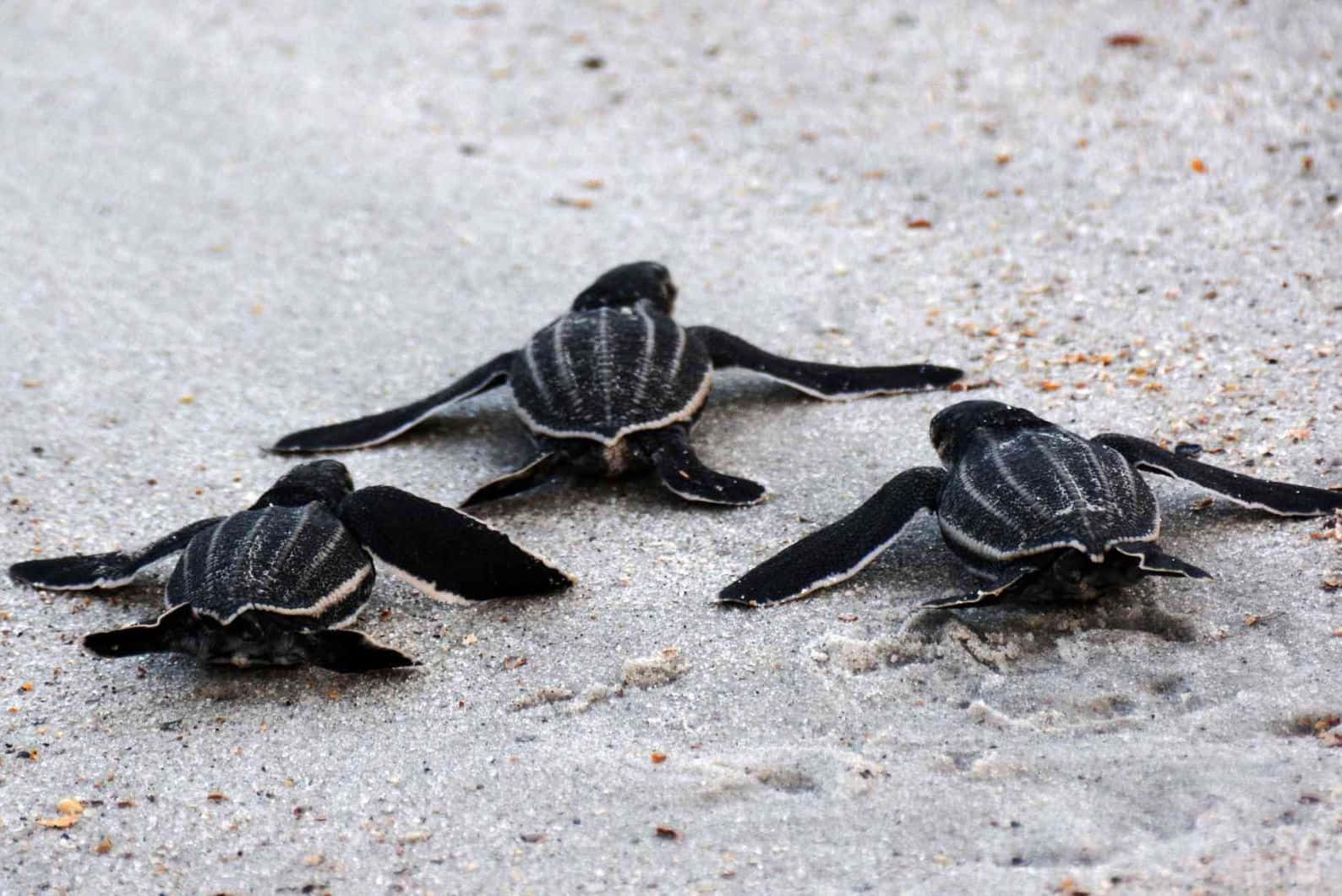 Leatherback Sea Turtle, hatchlings, light gray sand, HD Desktop Wallpaper