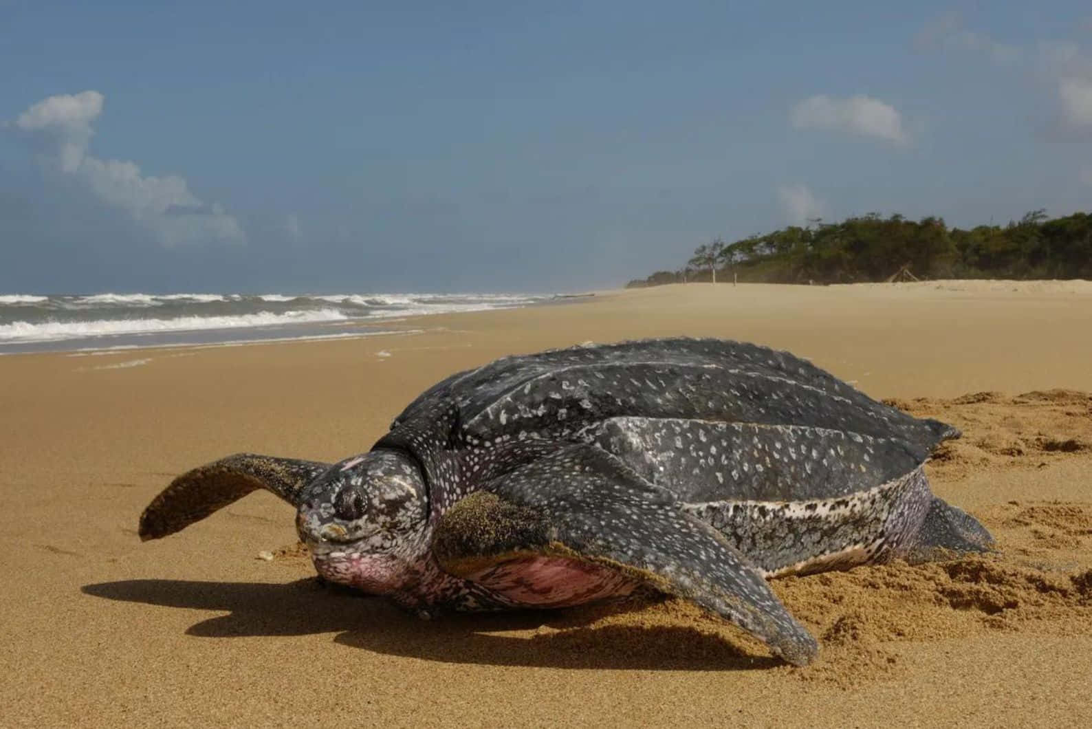Leatherback Sea Turtle, sandy beach, golden sand, HD Desktop Wallpaper