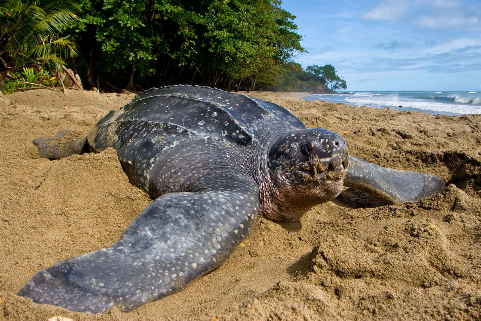 Leatherback Sea Turtle, sandy beach, palm trees, HD Desktop Wallpaper