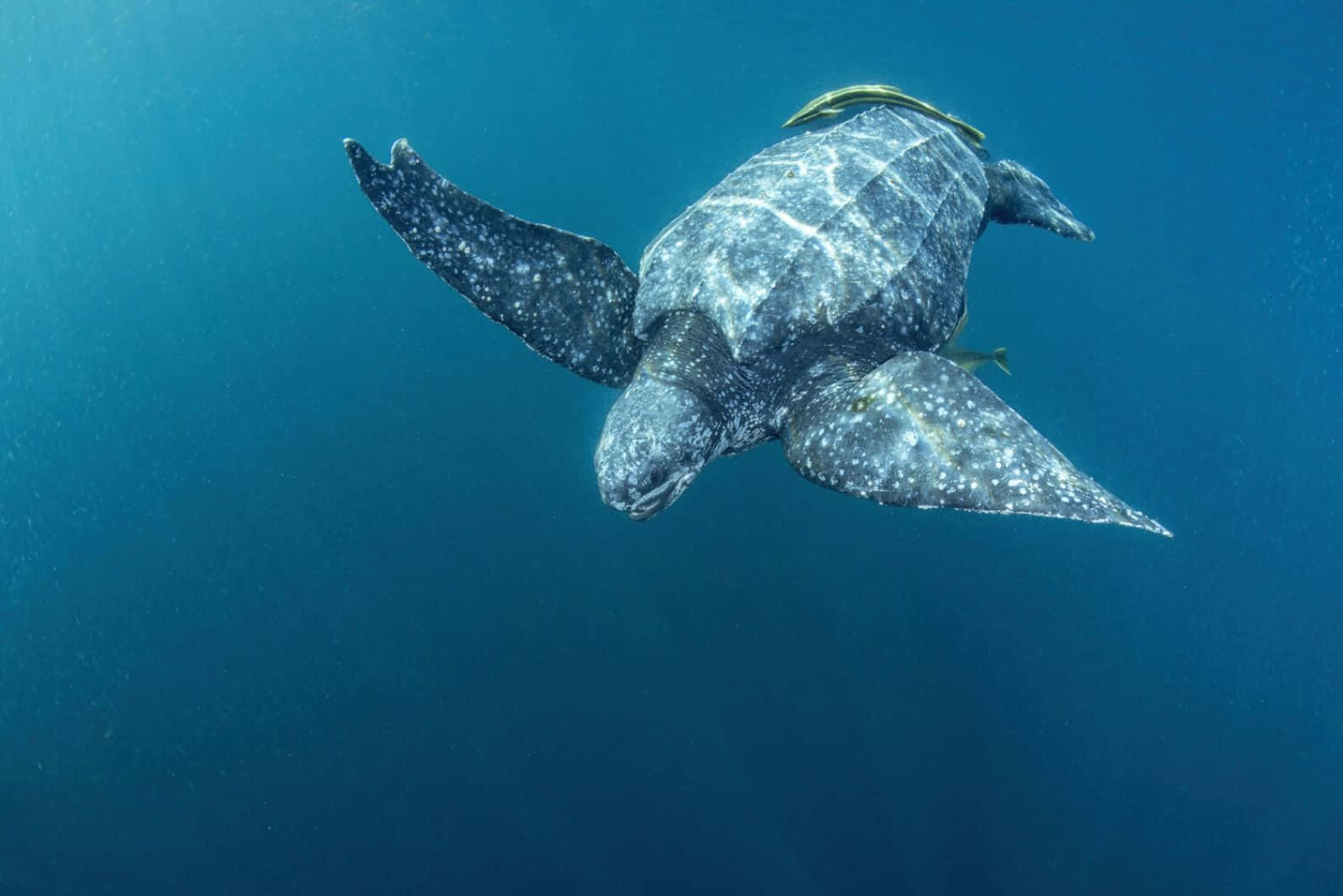 Leatherback Sea Turtle, deep blue ocean water, sunlight filtering from above, HD Desktop Wallpaper