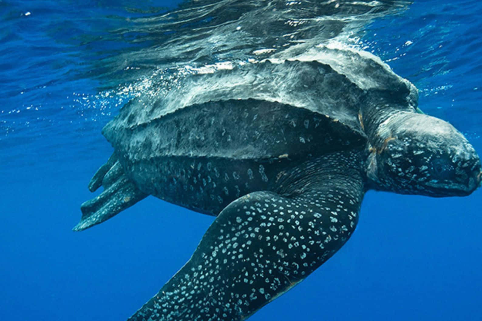 Leatherback Sea Turtle, spotted flippers, vibrant blue ocean depths, HD Desktop Wallpaper