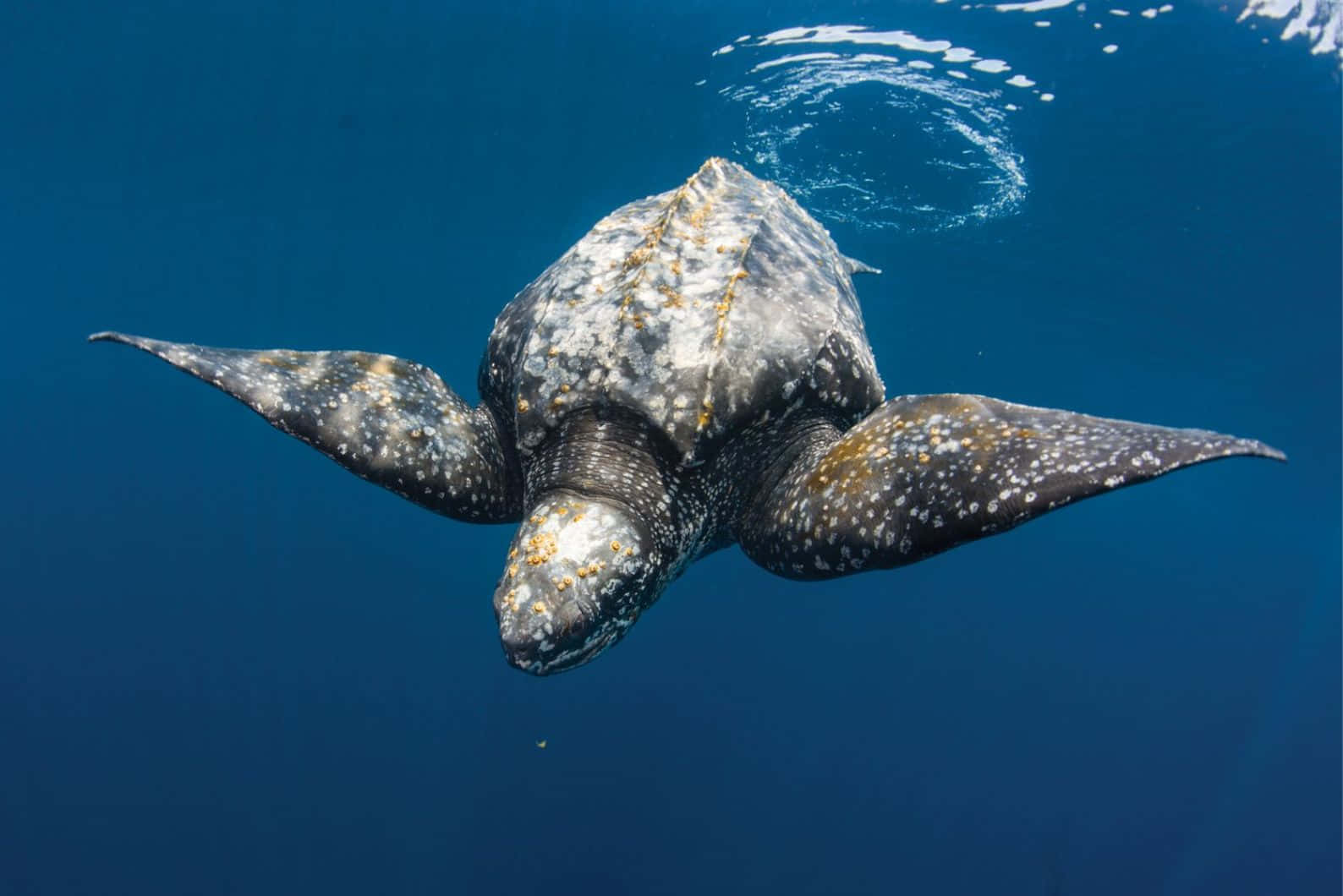 Leatherback Sea Turtle, deep blue ocean water, underwater, HD Desktop Wallpaper