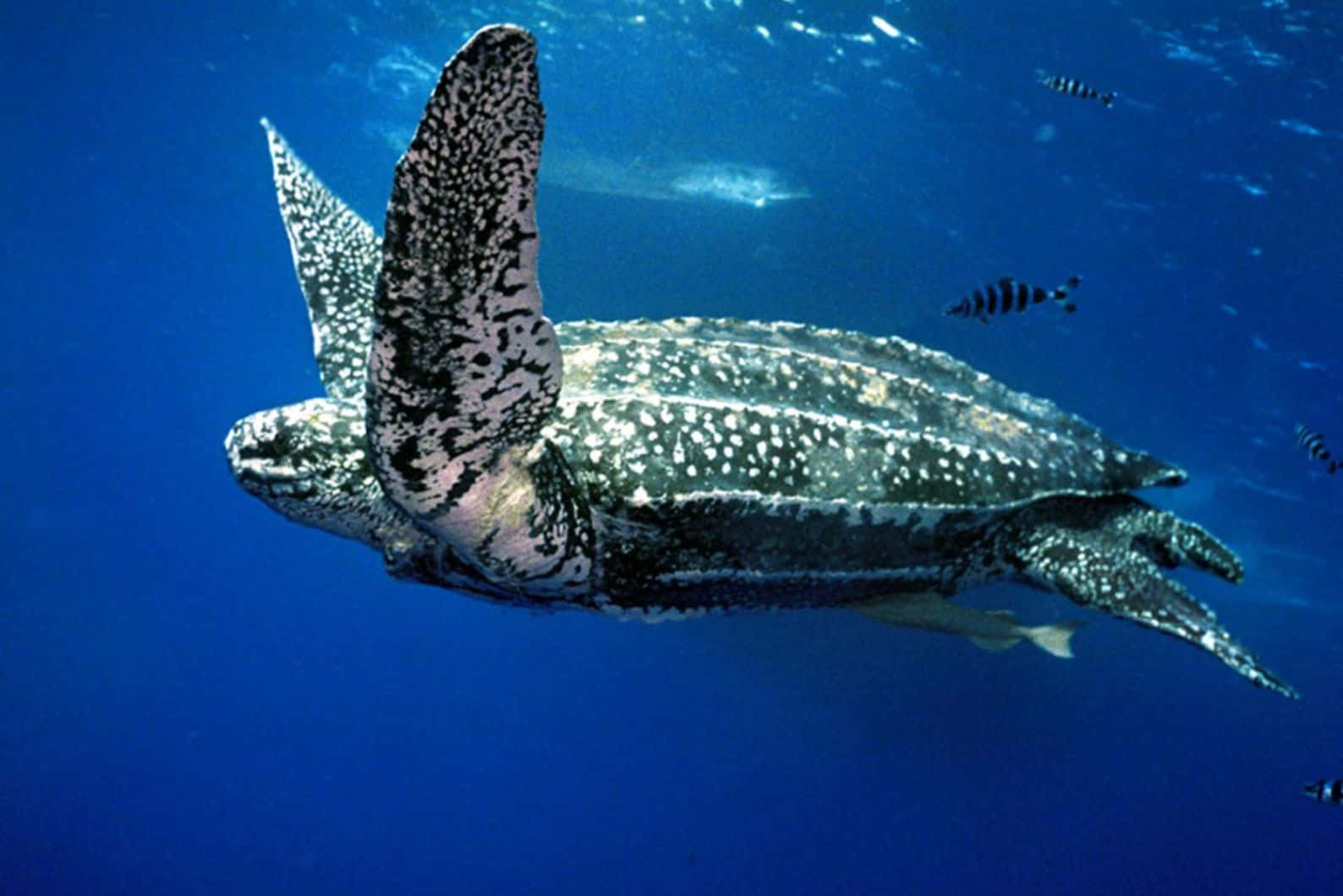 Leatherback Sea Turtle, deep blue ocean waters, striped fish, HD Desktop Wallpaper