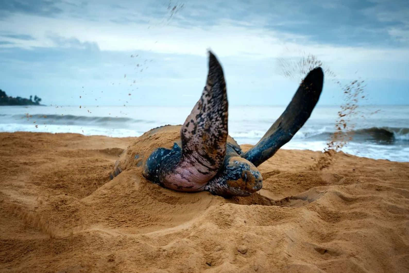 Leatherback Sea Turtle, beach, sand, HD Desktop Wallpaper
