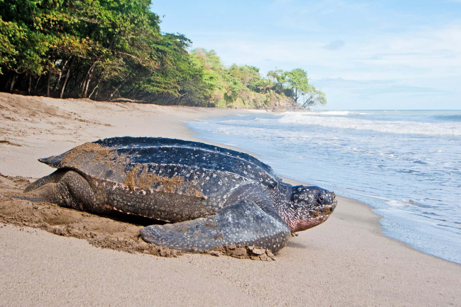 Leatherback Sea Turtle, sandy beach, turquoise waves, HD Desktop Wallpaper