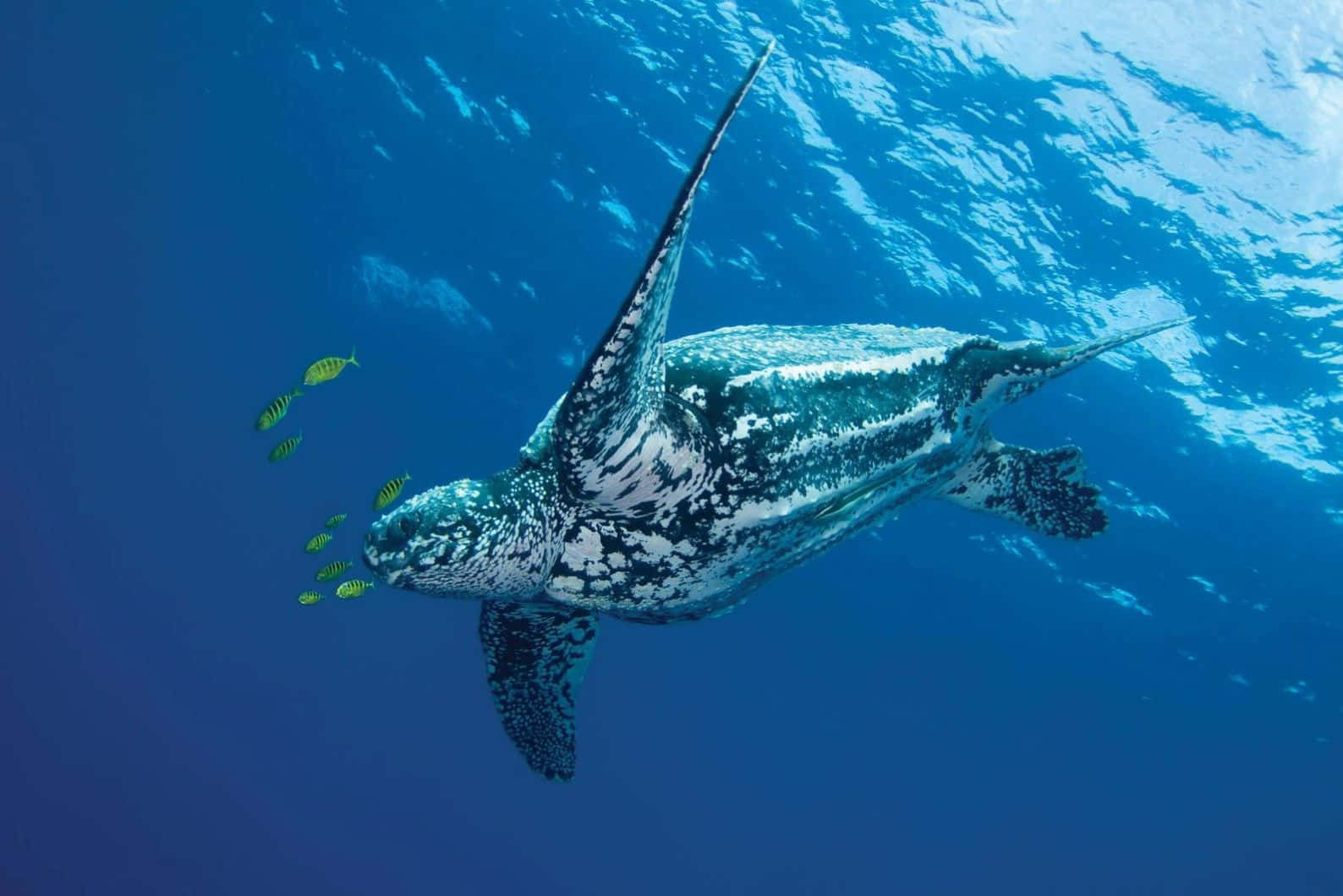 Leatherback Sea Turtle, clear blue ocean waters, small yellow fish, HD Desktop Wallpaper