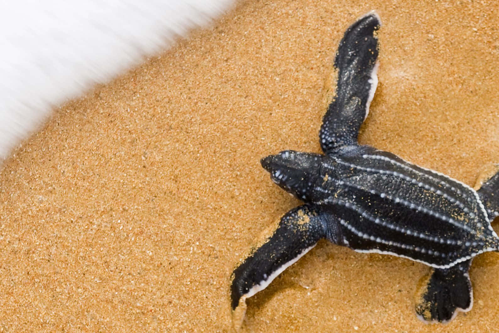 Leatherback Sea Turtle, hatchling, golden sand, HD Desktop Wallpaper