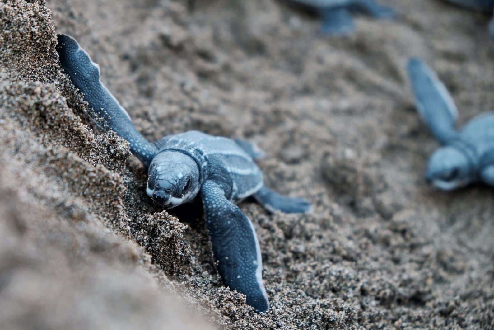 baby leatherback turtles, leatherback sea turtle, nest, HD Desktop Wallpaper