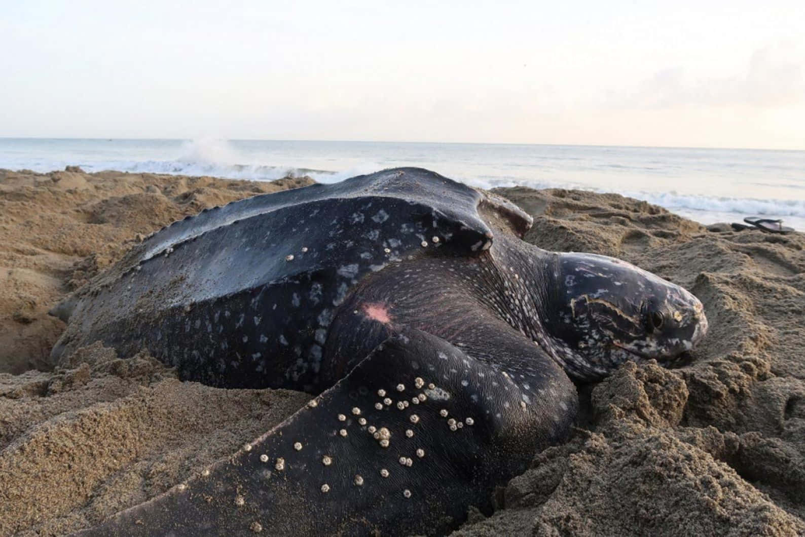 Leatherback Sea Turtle, sandy beach, waves, HD Desktop Wallpaper
