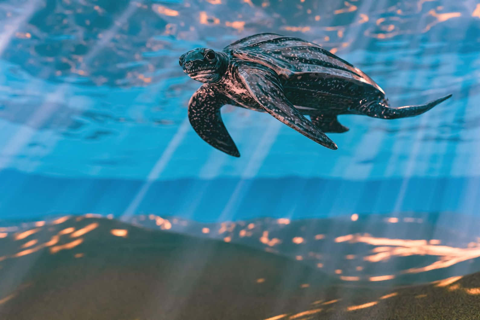 Leatherback Turtle, clear blue water, golden sunlight, HD Desktop Wallpaper