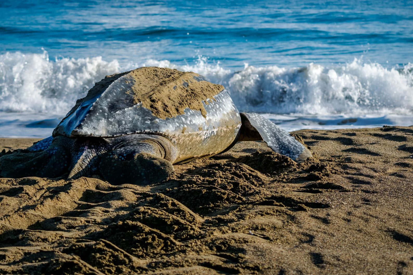 Leatherback Sea Turtle, sandy beach, sunlit, HD Desktop Wallpaper
