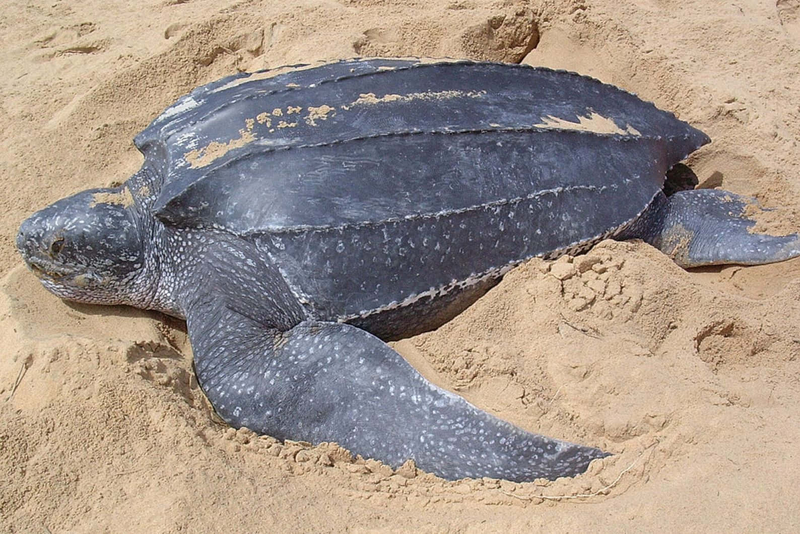 Leatherback Sea Turtle, dark gray spotted skin, golden sand, HD Desktop Wallpaper