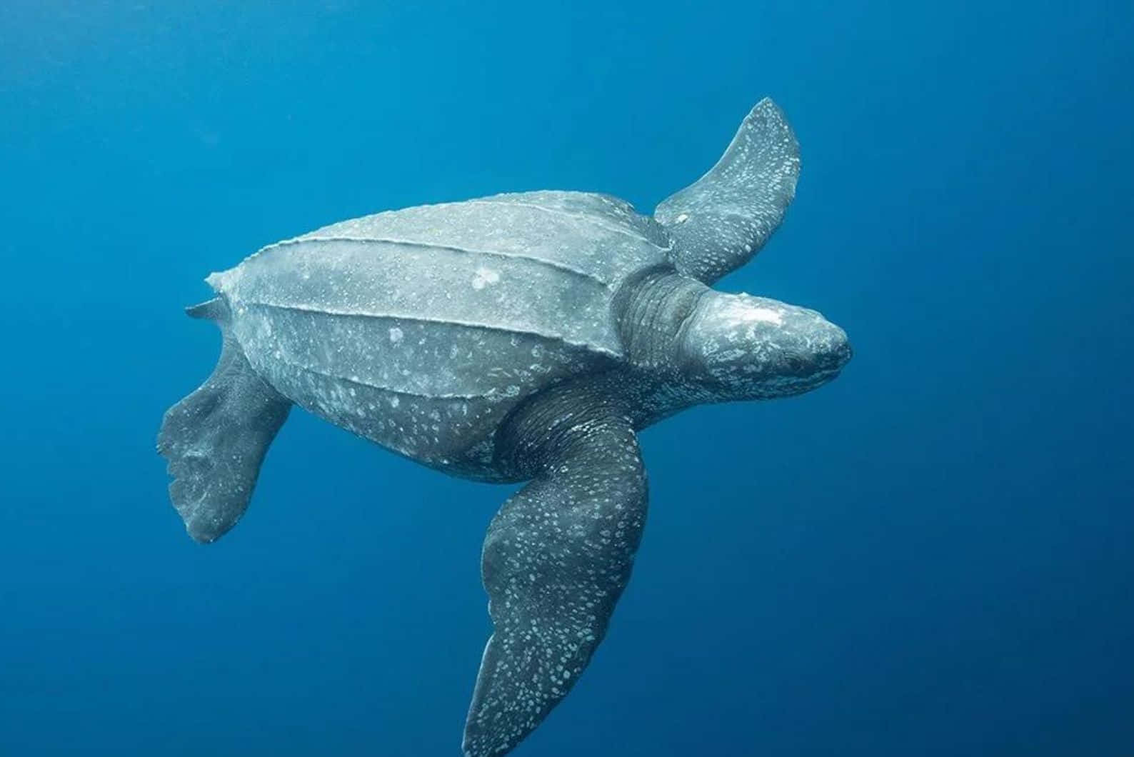 Leatherback Sea Turtle, blue ocean, spotted flippers, HD Desktop Wallpaper