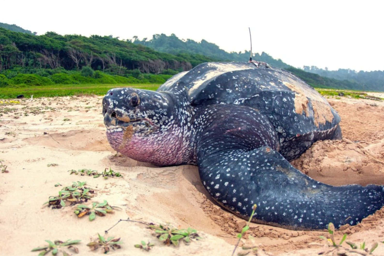 Leatherback Sea Turtle, sandy beach, green forested hills, HD Desktop Wallpaper
