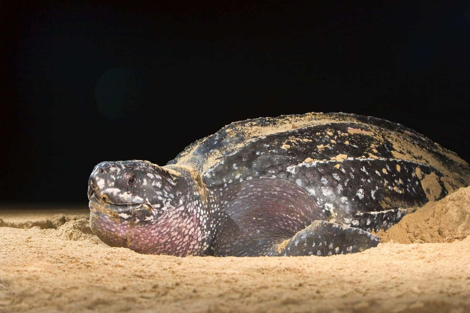Leatherback Sea Turtle, sandy beach, night, HD Desktop Wallpaper
