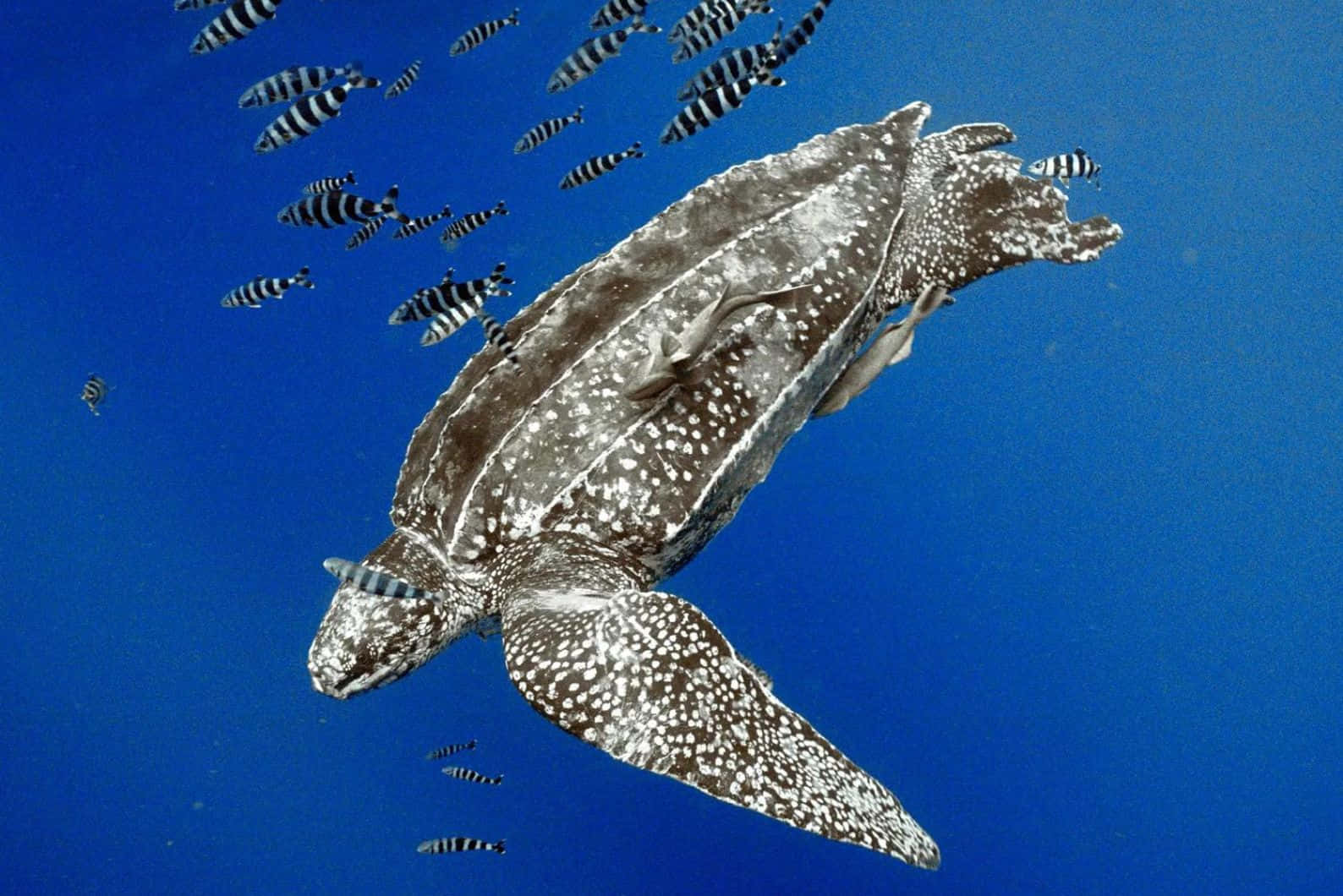 Leatherback Sea Turtle, clear blue ocean water, school of black and white striped fish, HD Desktop Wallpaper