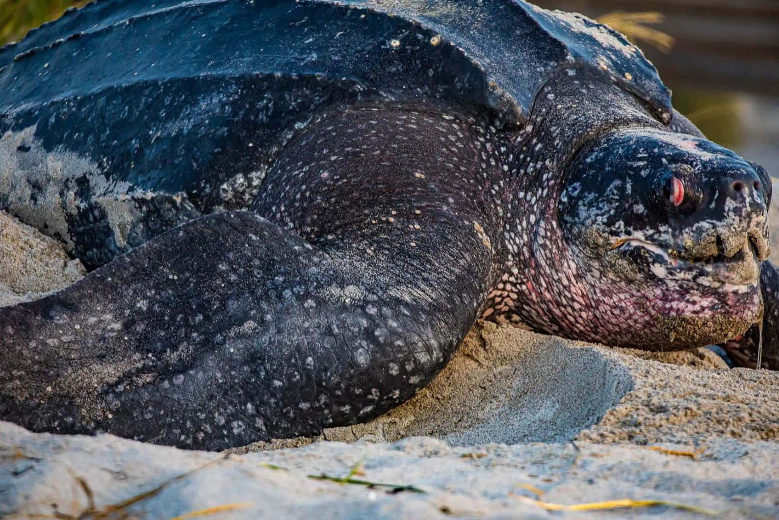 Leatherback Sea Turtle, sandy beach, speckled dark shell, HD Desktop Wallpaper