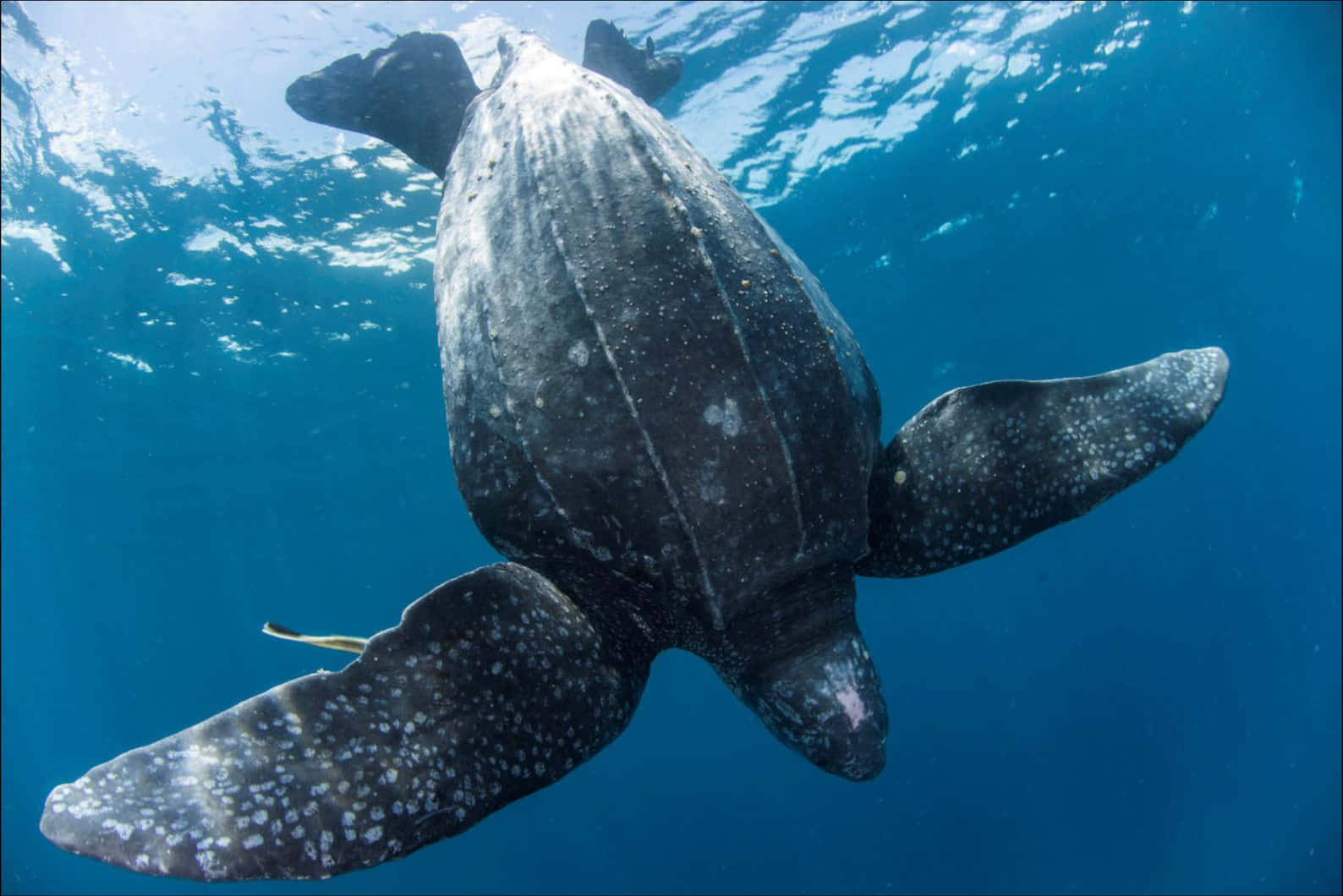 Leatherback Sea Turtle, clear blue ocean water, sunlight filtering from above, HD Desktop Wallpaper