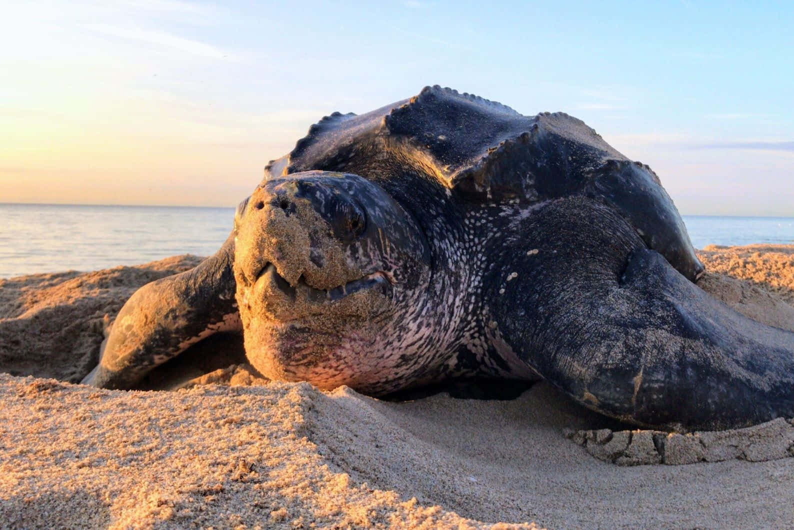 Leatherback Sea Turtle, sandy beach, dawn, HD Desktop Wallpaper