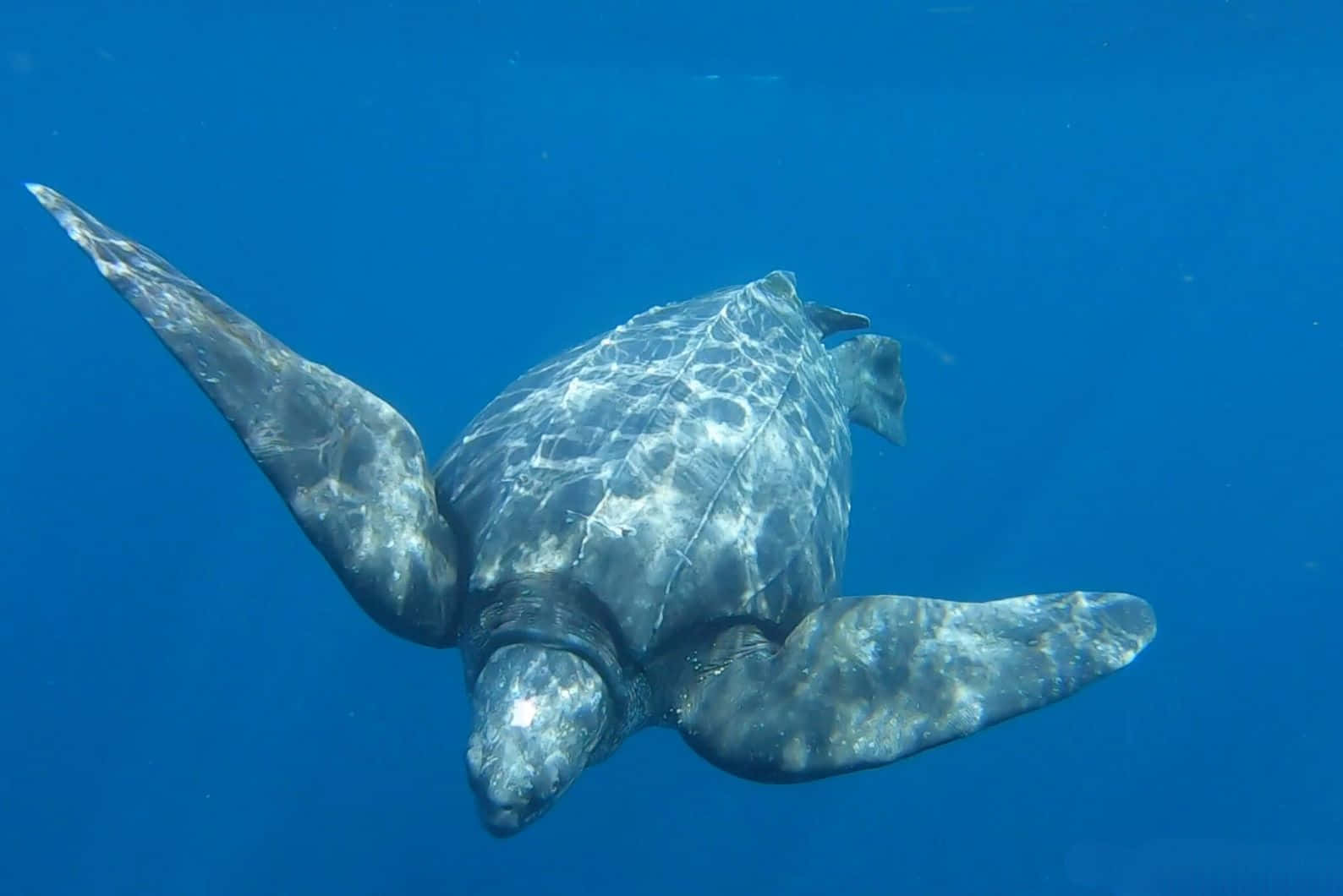 Leatherback Turtle, blue ocean, sunlight filtering down, HD Desktop Wallpaper