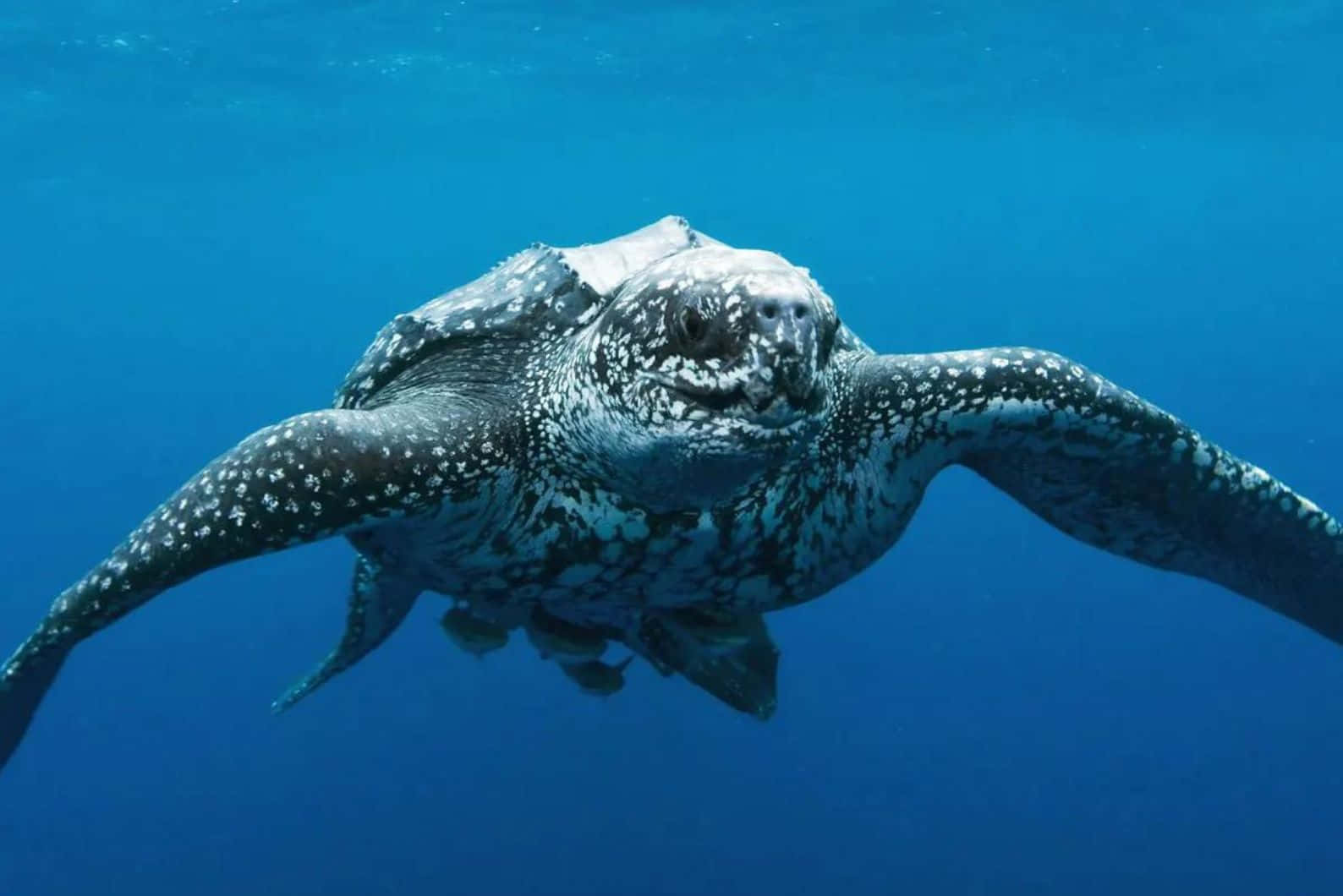 Leatherback Sea Turtle, clear blue ocean water, spotted shell, HD Desktop Wallpaper