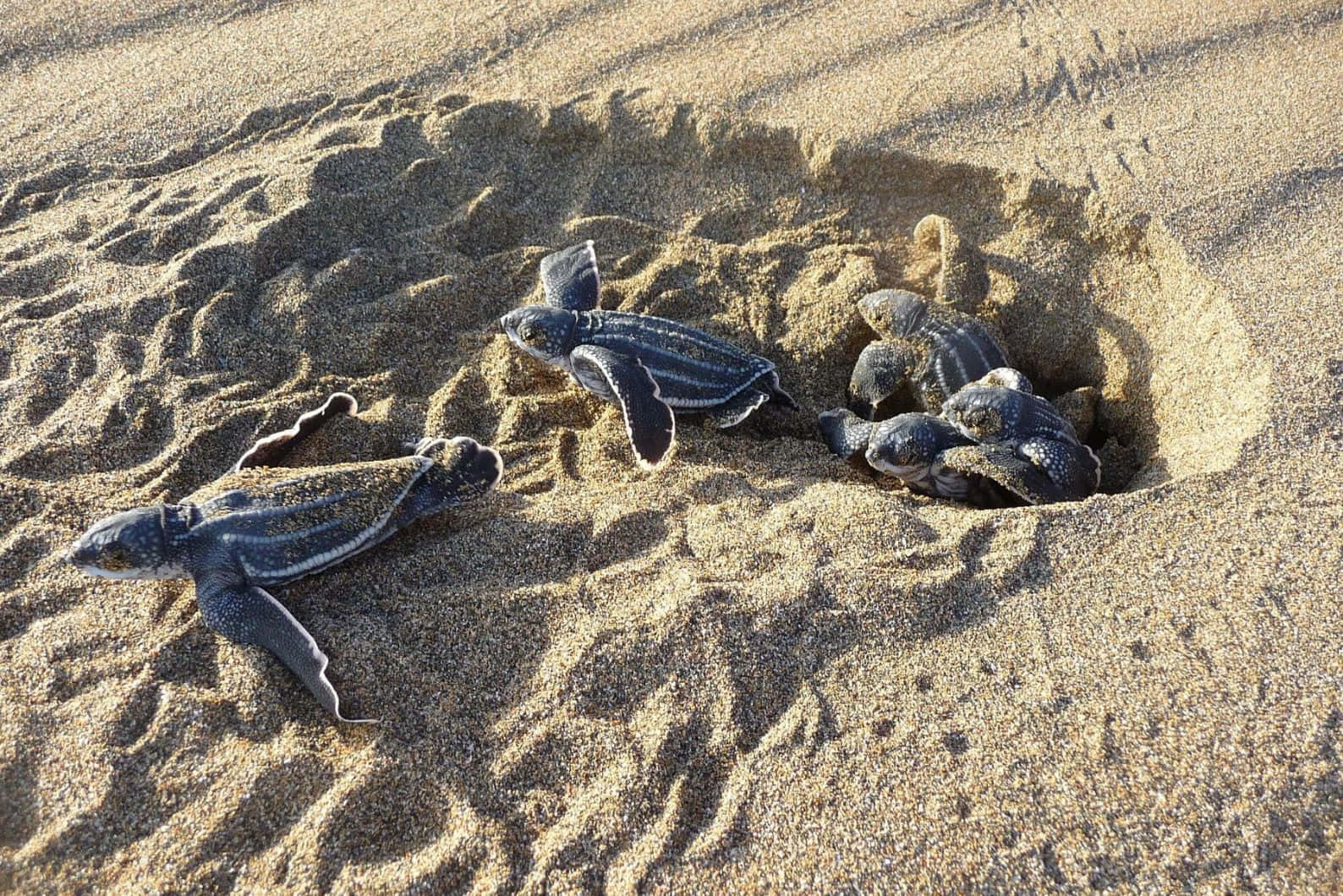 Leatherback Sea Turtle, hatchling, sandy nest, HD Desktop Wallpaper