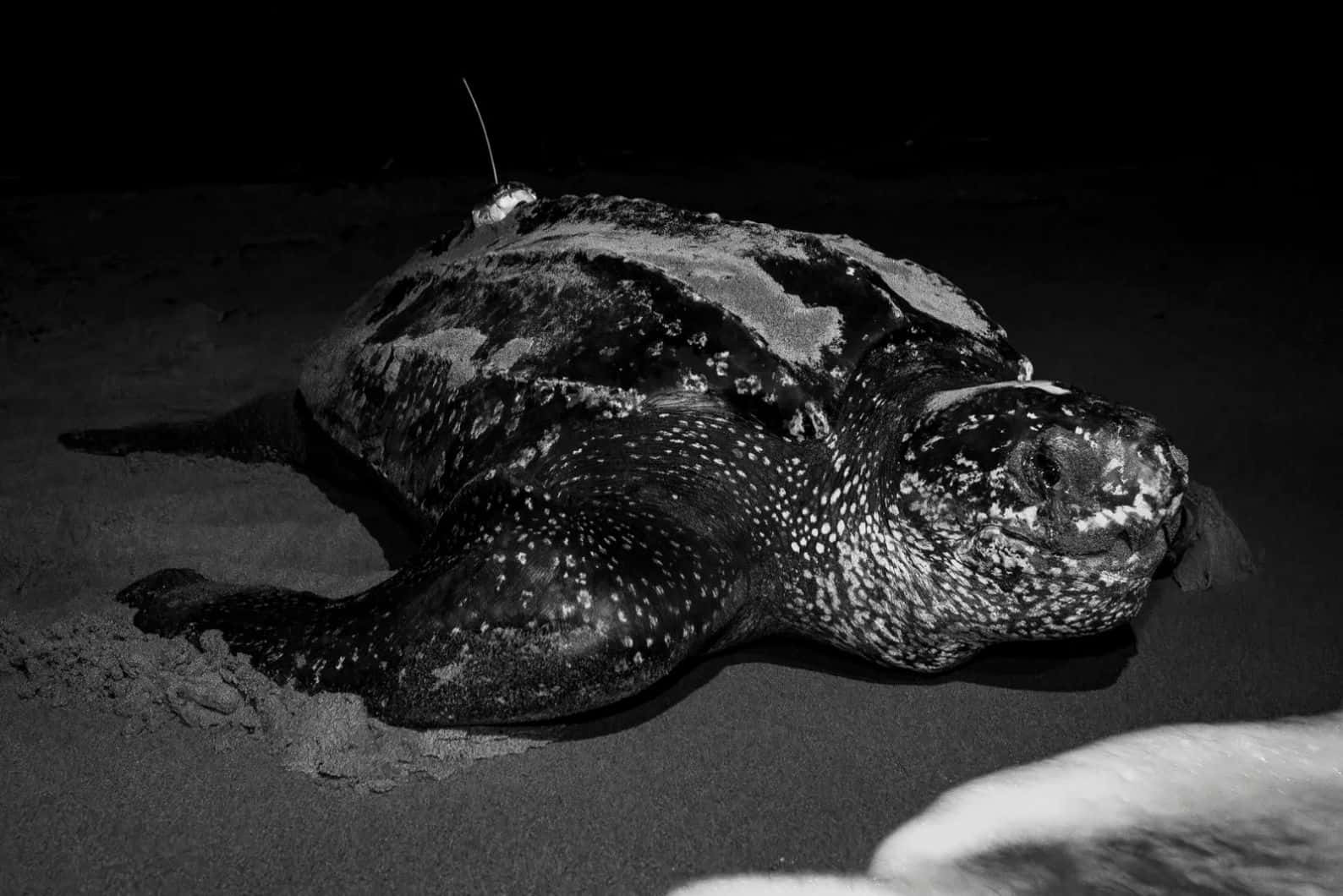 Leatherback Sea Turtle, sandy beach, night, HD Desktop Wallpaper