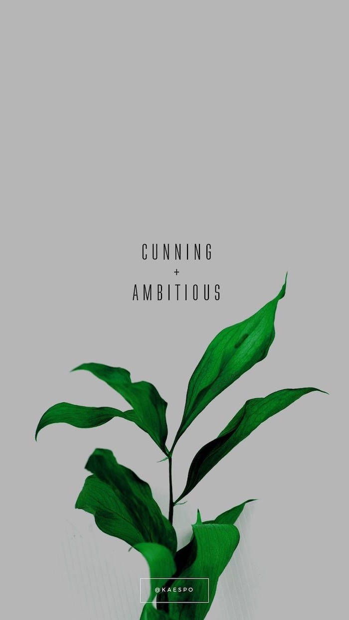 glossy green leaves, muted gray background, cunning and ambitious, SD Phone Wallpaper