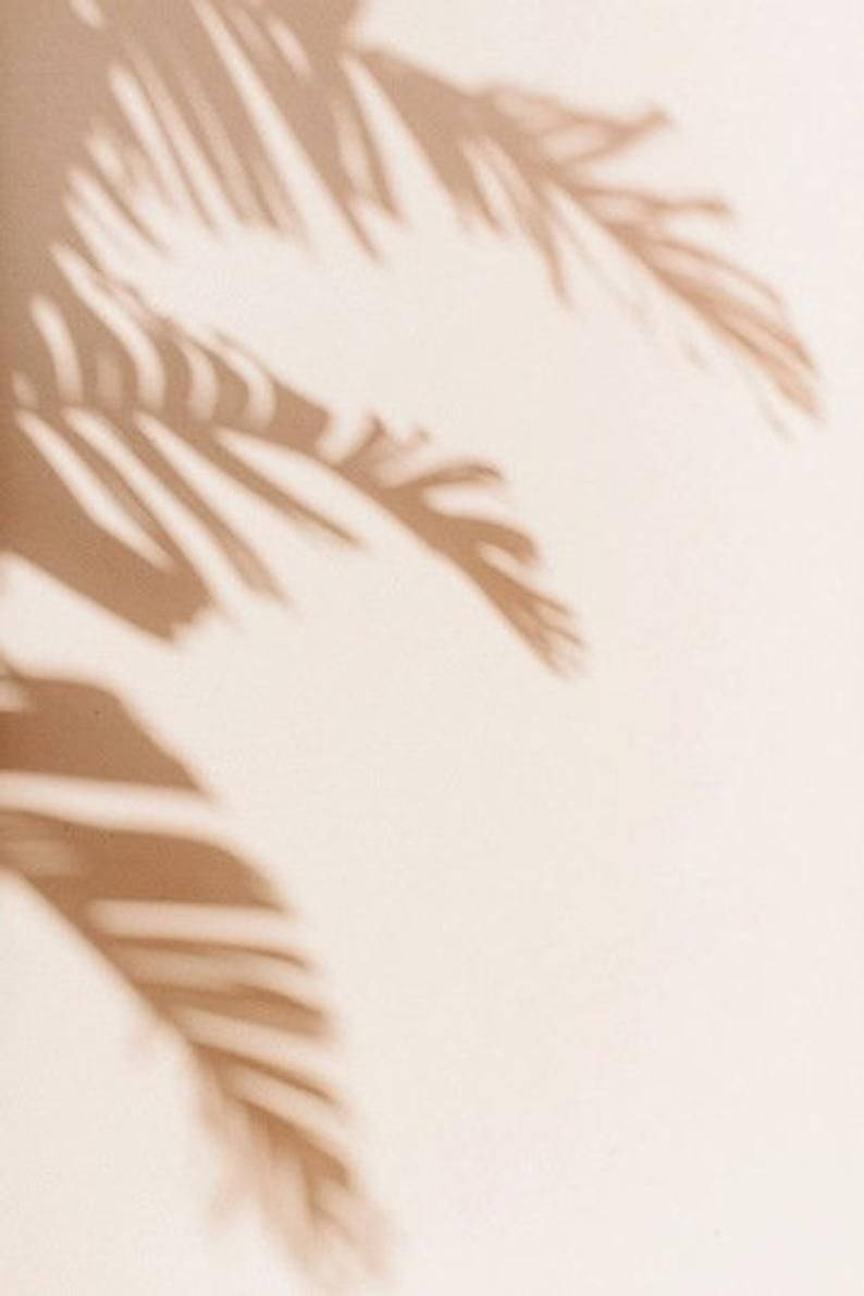 beige aesthetic, palm leaf shadows, plain wall, SD Phone Wallpaper