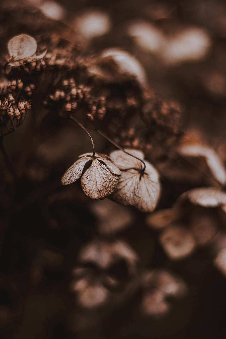 dried hydrangea blooms, warm sepia tones, soft bokeh background, HD Phone Wallpaper