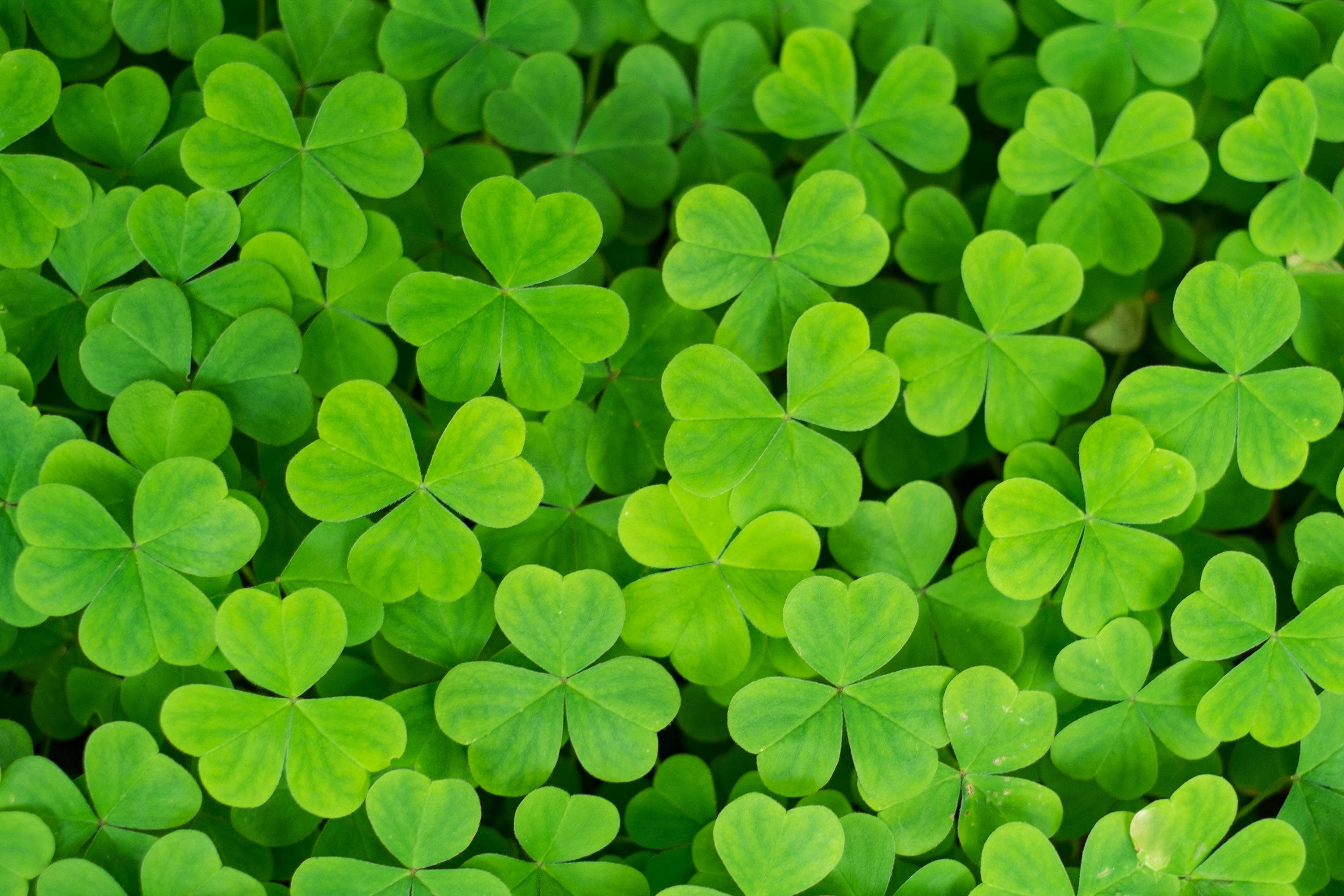 clover green leaves, vibrant green, dense field, 2K Desktop Wallpaper