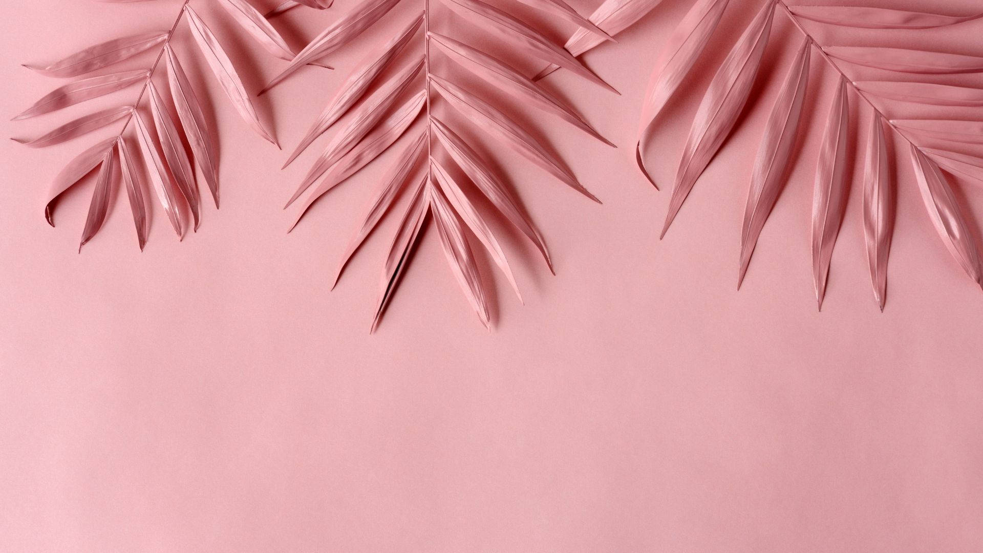 baby pink leaves aesthetic, soft pink palm fronds, diagonally, Full HD Desktop Wallpaper