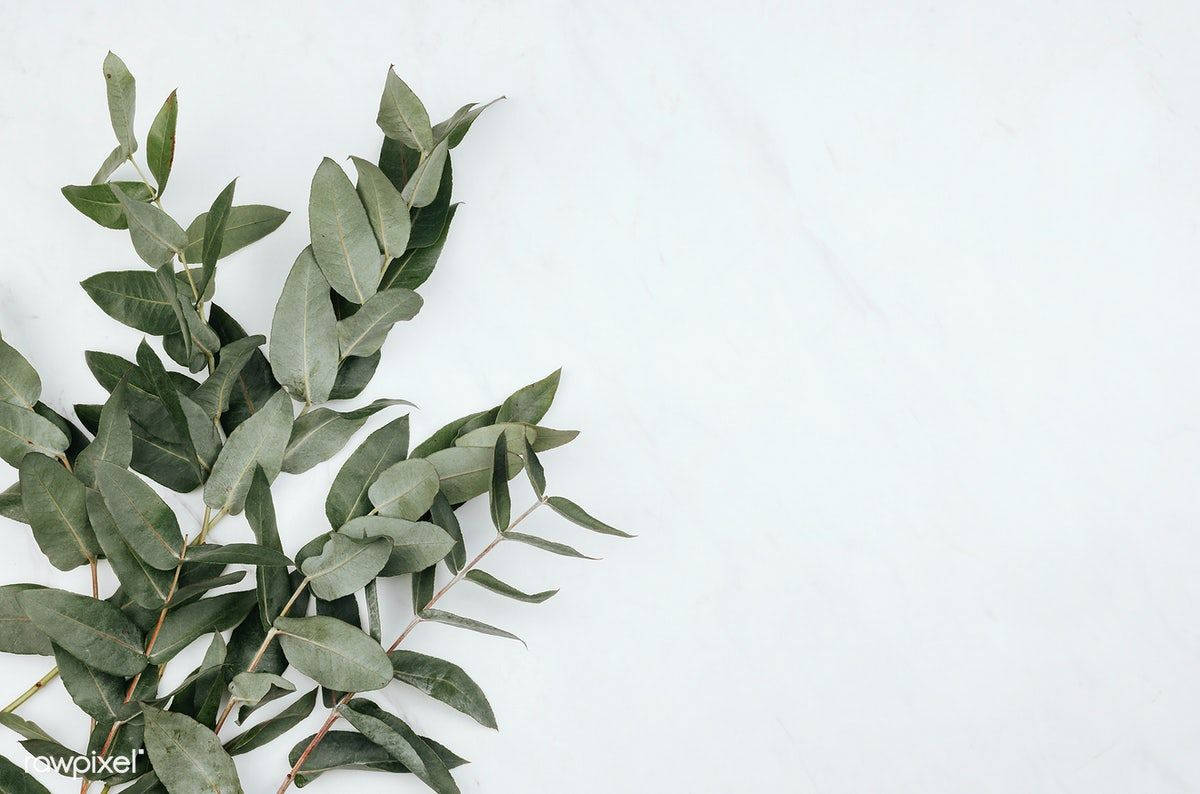 majestic eucalyptus forest, sunset, silver-green leaves, SD Desktop Wallpaper