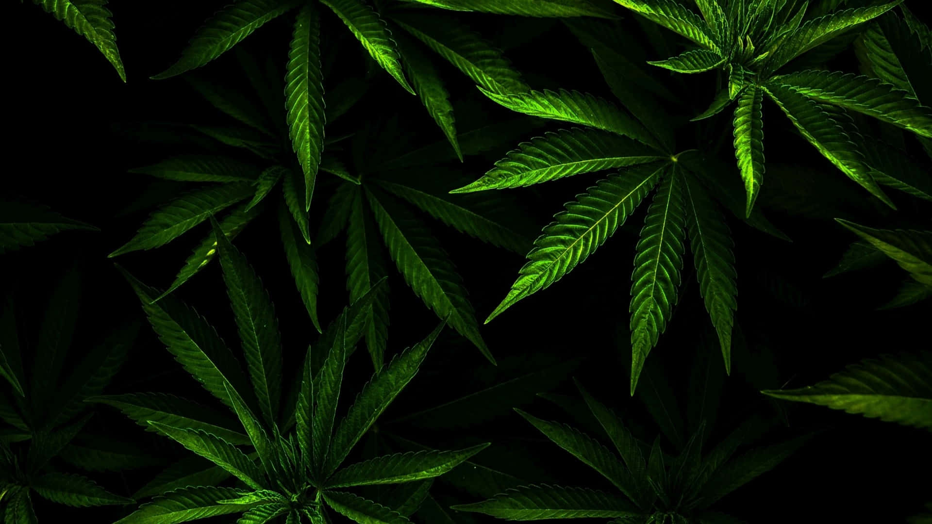 marijuana leaves, vibrant green, deep black background, Full HD Desktop Wallpaper