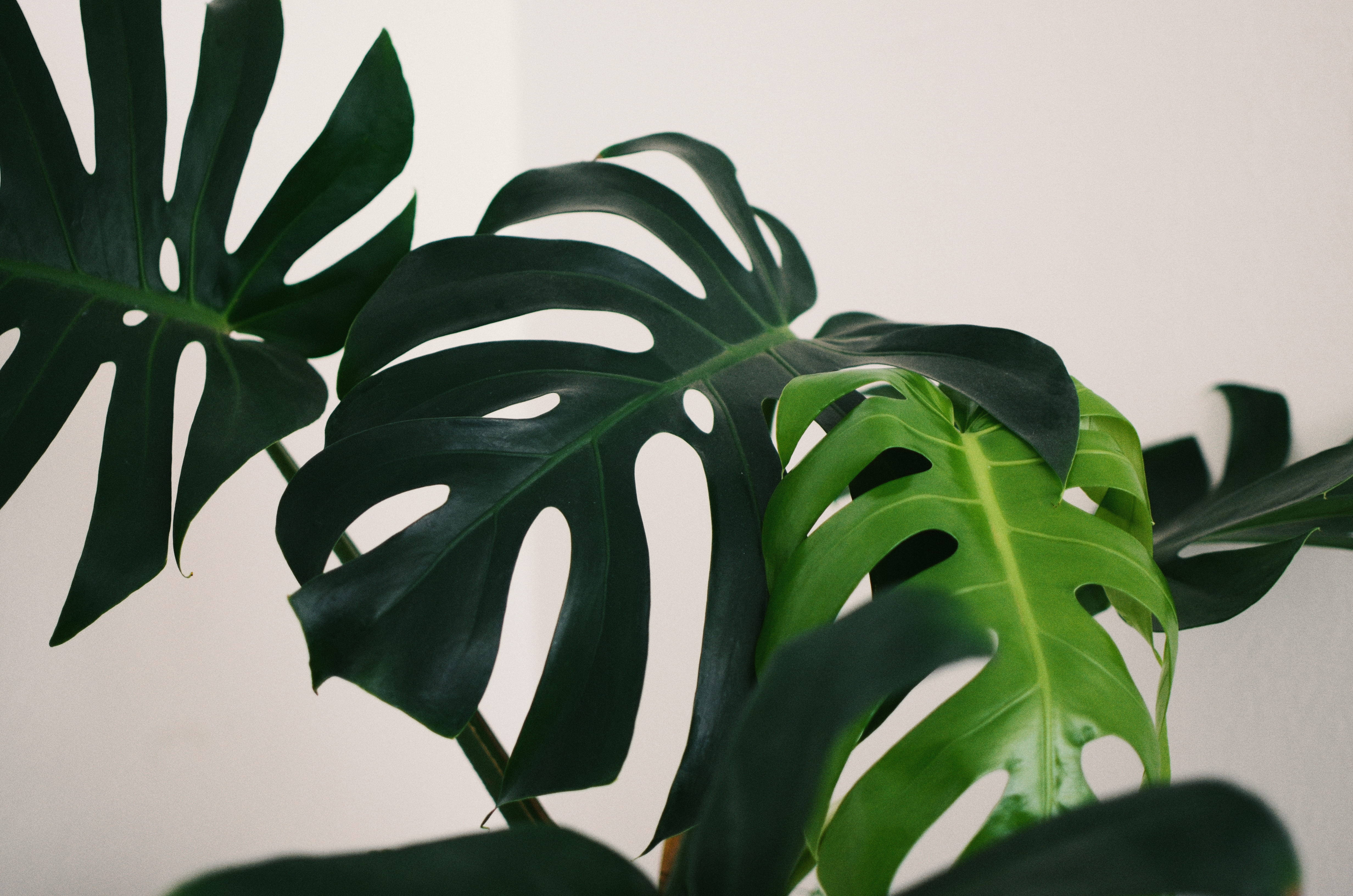 Monstera plant, glossy monstera leaves, deep splits and holes, 4K Desktop Wallpaper