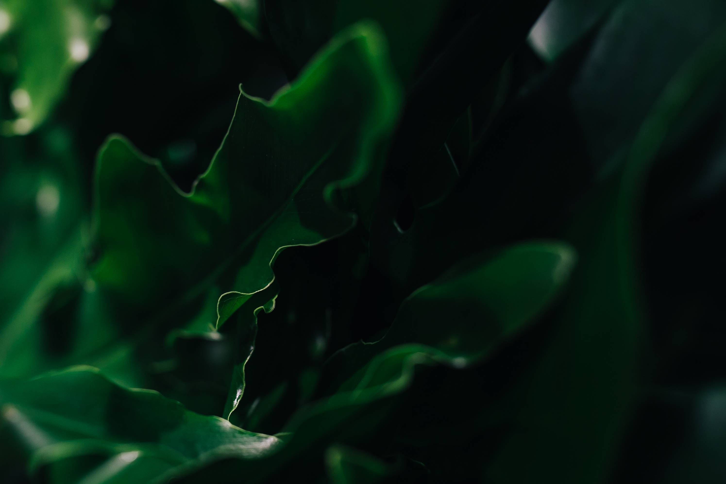 lush dark green leaves, wavy edges, soft light, 2K Desktop Wallpaper