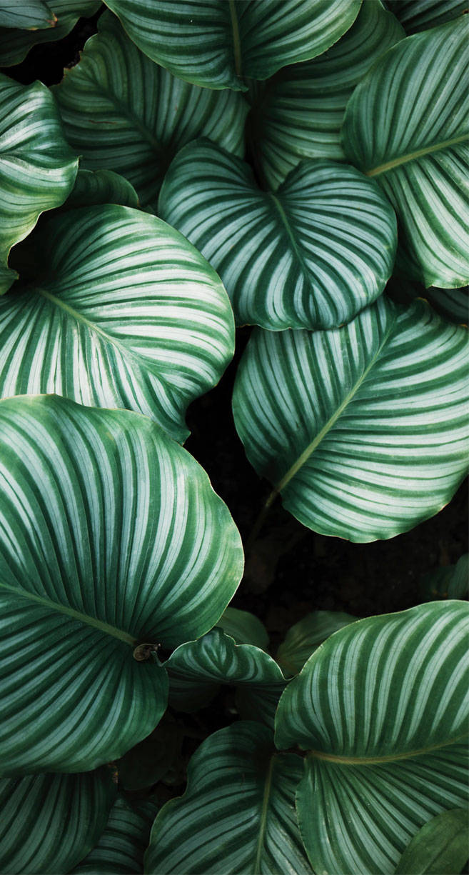 white streaks, lush green leaves, bold white veins, SD Phone Wallpaper