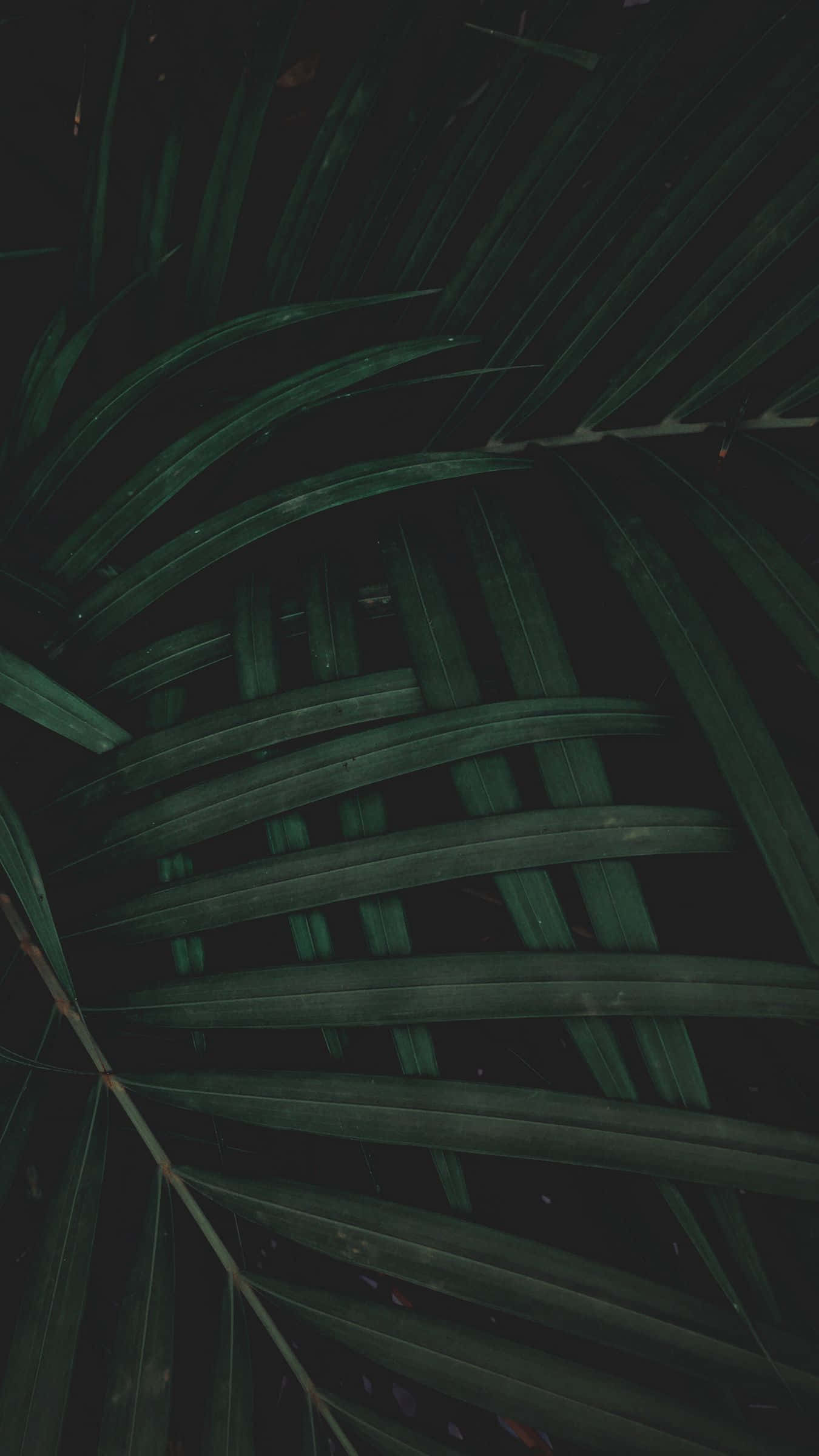 dark green, palm fronds, black background, Full HD Phone Wallpaper