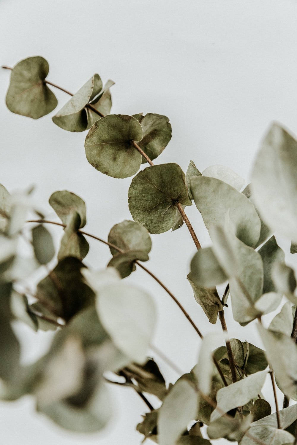 dried eucalyptus leaves, muted green tones, pale gray background, HD Phone Wallpaper