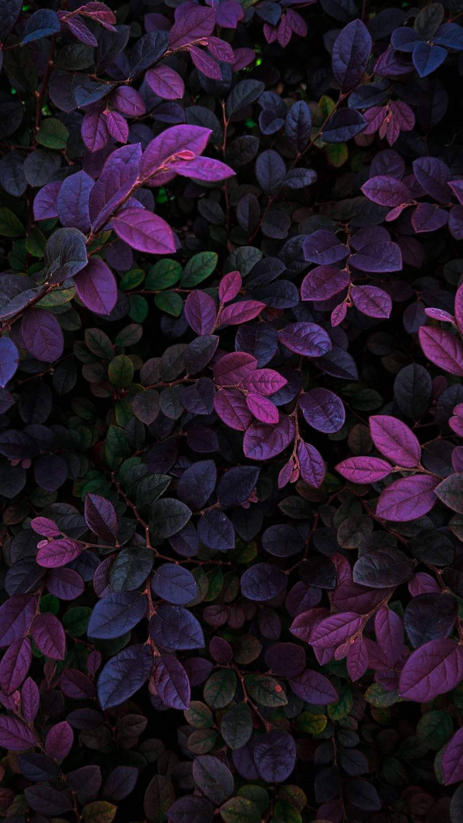 Dark Purple Plant Leaves, deep purple, magenta, HD Phone Wallpaper