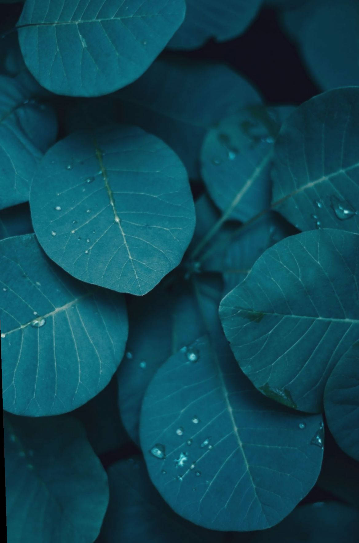 Leaves, dark teal, iPhone, HD Phone Wallpaper