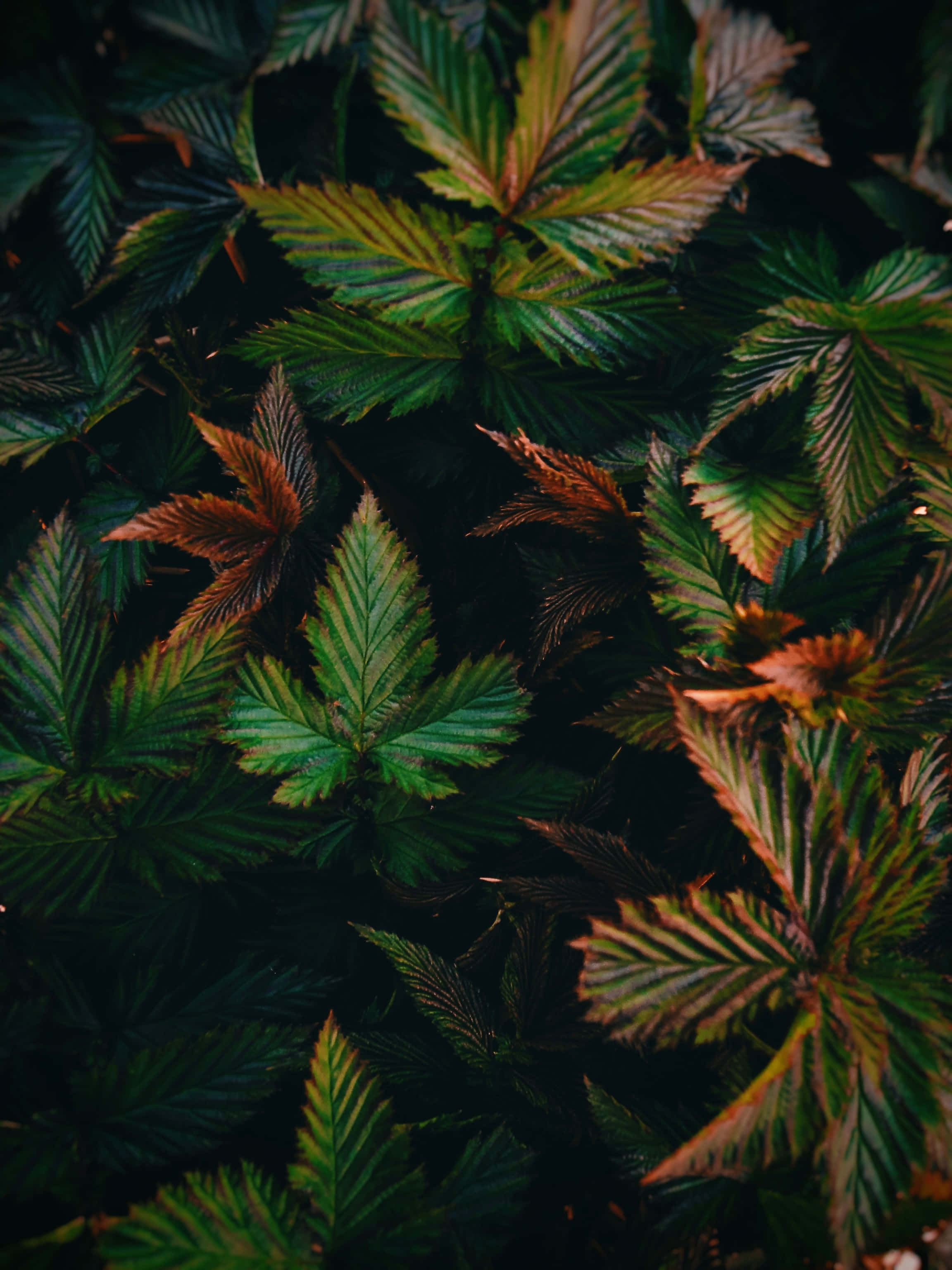 plant phone, lush green leaves, autumnal orange, 2K Phone Wallpaper