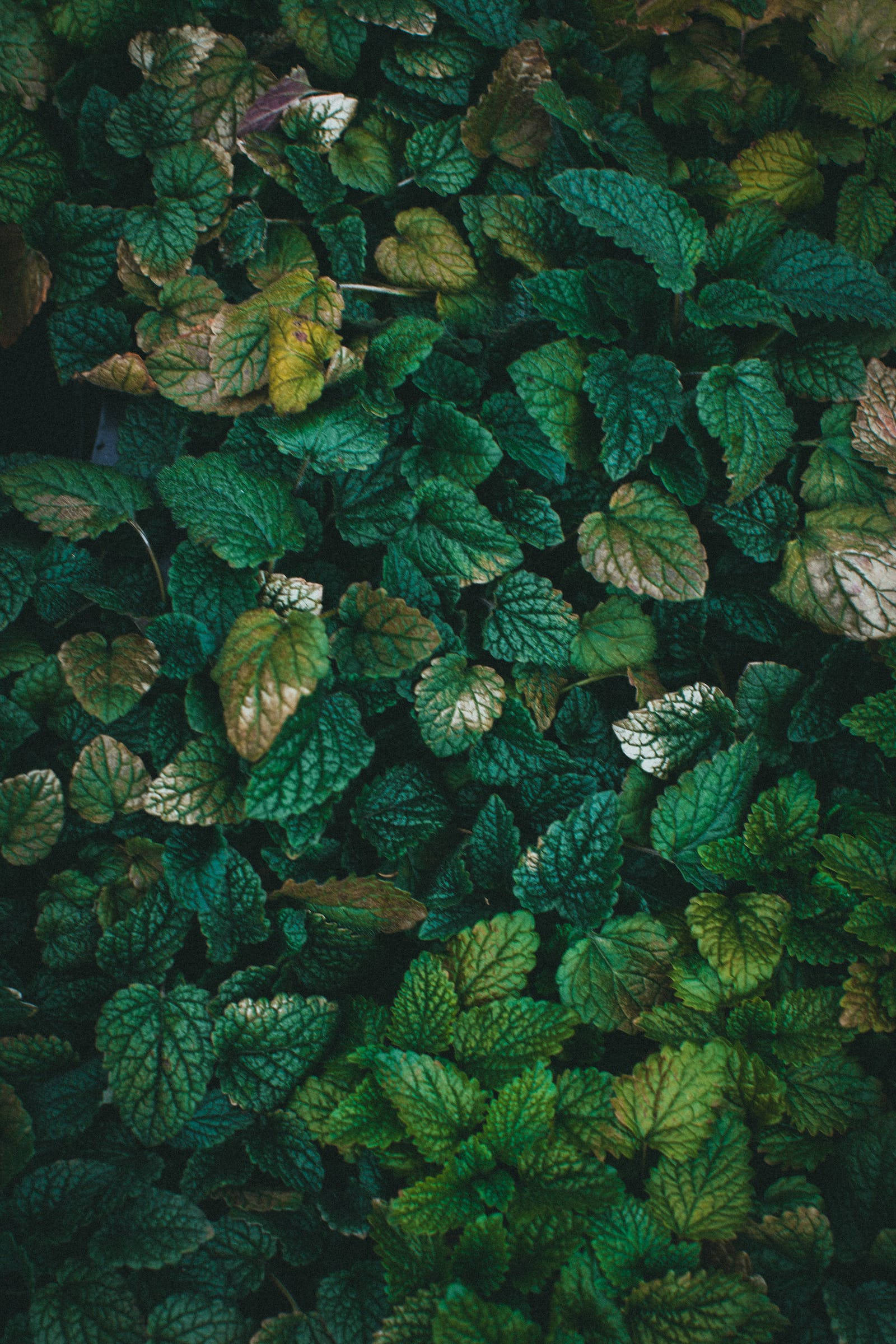 leaves, green, iPhone, Full HD Phone Wallpaper