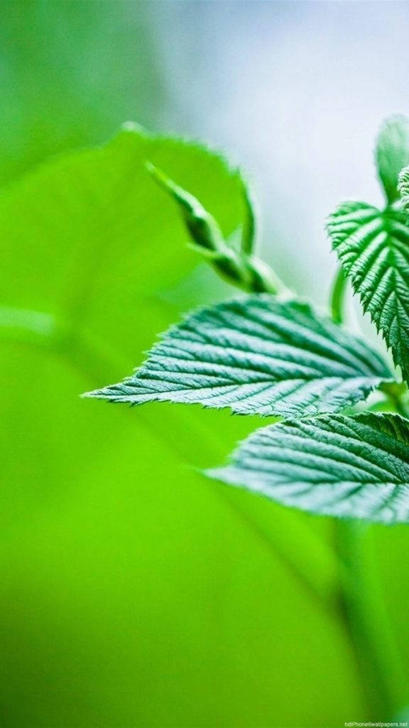 Leaves iPhone, vibrant green leaves, detailed veins, SD Phone Wallpaper