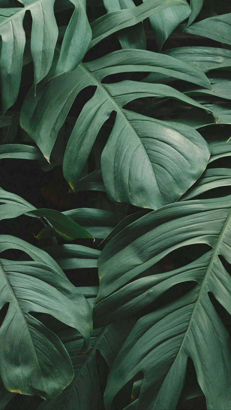 overlapping leaves, iPhone, monstera leaves, HD Phone Wallpaper