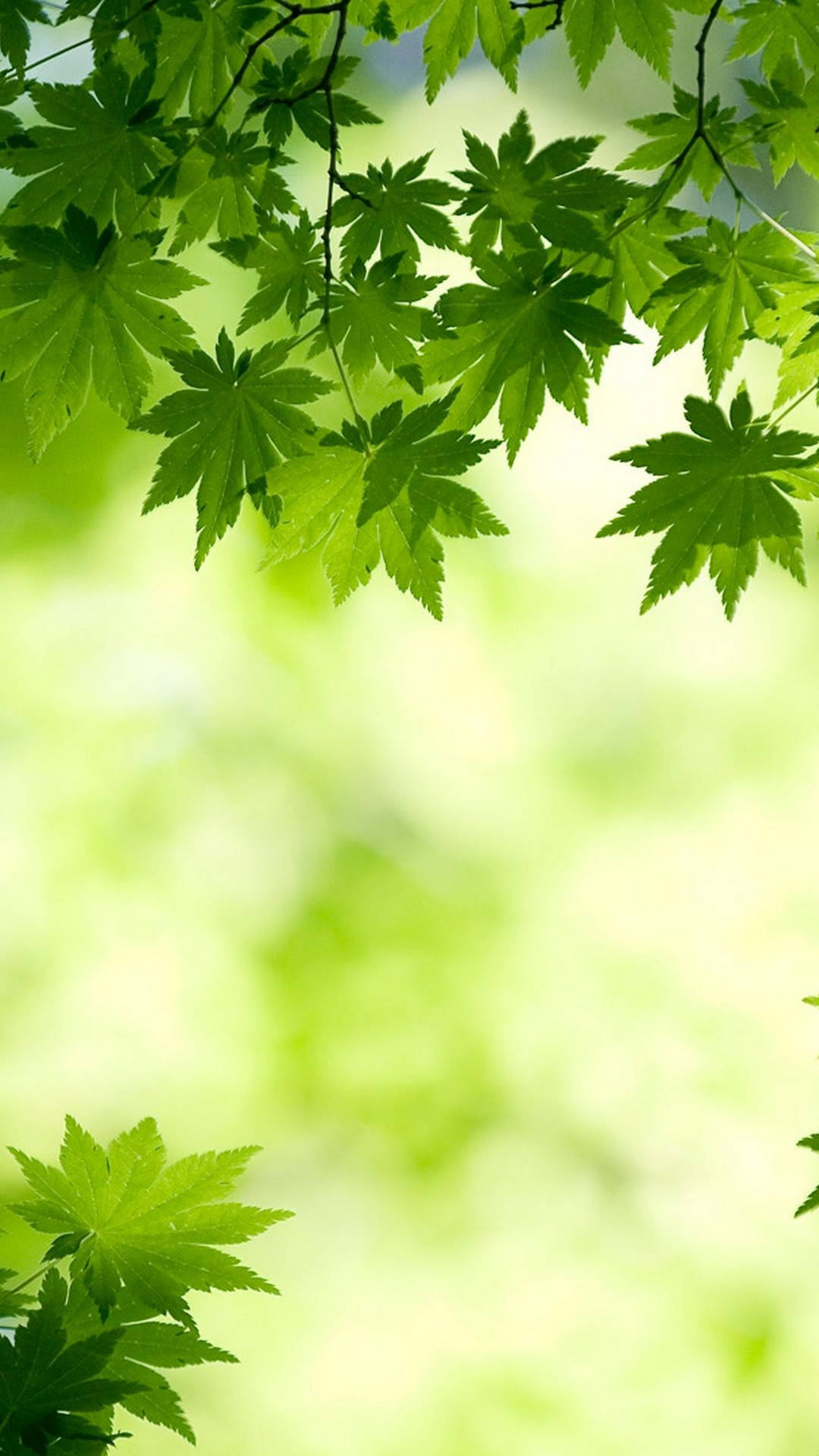 green maple leaves, soft blurred forest backdrop, natural light, Full HD Phone Wallpaper