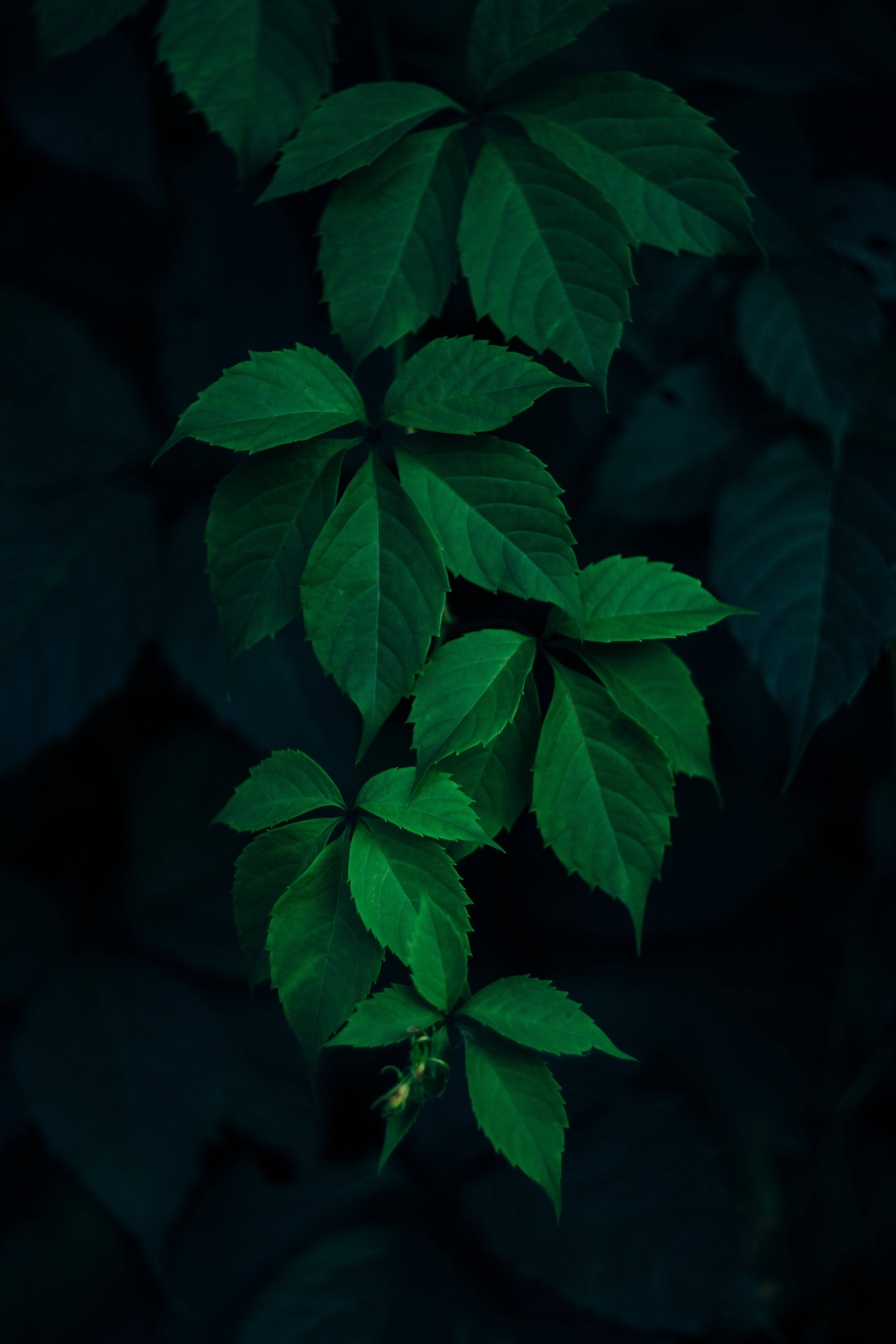 black and green leaves, vibrant green leafy vine, deep shadowed background, 5K Phone Wallpaper